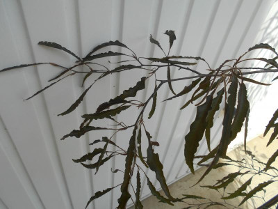 FagusBlatt1.JPG
