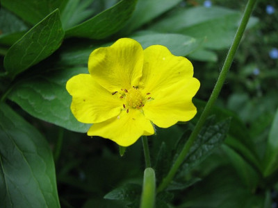 Juniblumchen_6.06.06_011.jpg