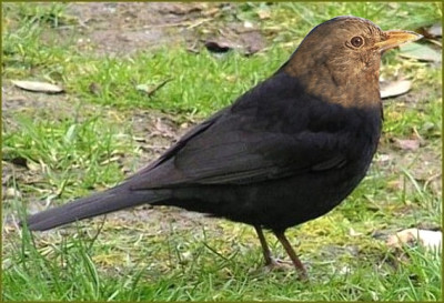 Amsel--.jpg