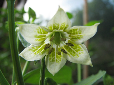 Chiliblute_-_025.jpg