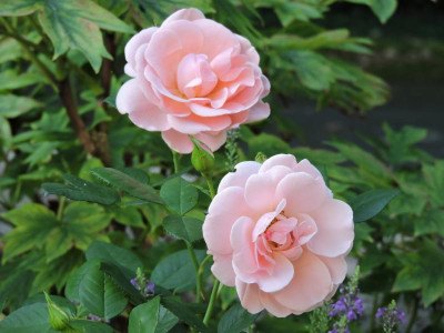 DSCN5721.JPG