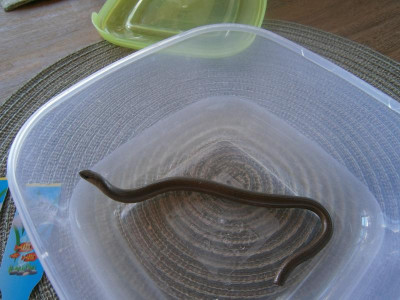 Blindschleiche Maiblüten 002.JPG