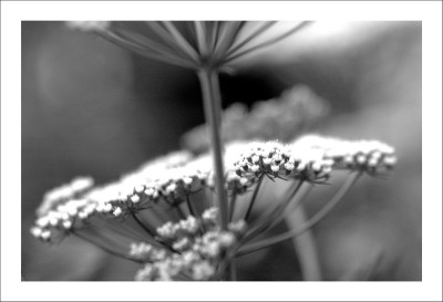 Wilde_Mohre_sw_1_16-07-2006.jpg
