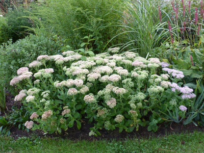 2016-08-28 Sedum.jpg