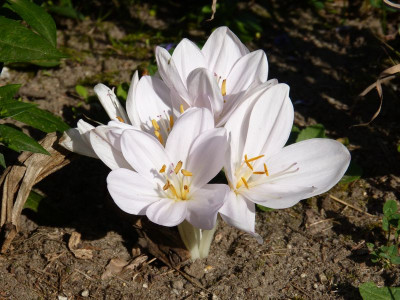 2016-08-28 Colchicum byzantinum 'Album' 1.jpg