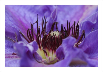 Clematis_1_04-06-2006.jpg