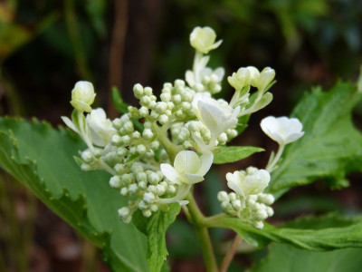 2016-08-28 Hydrangea paniculata.jpg