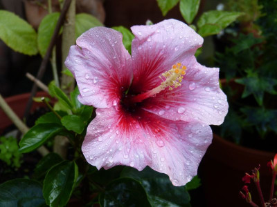 2016-08-28 Hibiskus.jpg