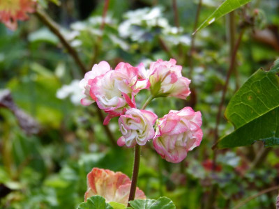 2016-08-28 Pelargonium.jpg