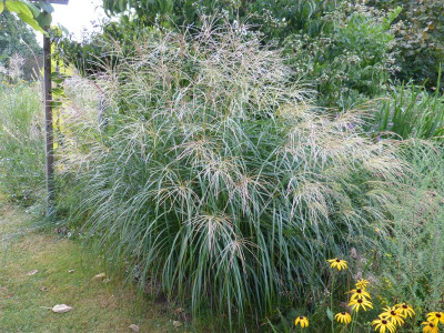 2016-08-28 Miscanthus sinensis 'Hermann Müssel'.jpg