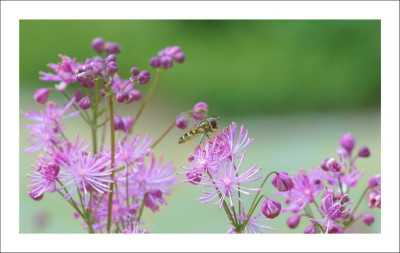 Thalictrum_1_04-06-2006.jpg