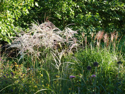 2016-08-25 Miscanthus 'Aldebaran' - 'Rotfeder'.jpg