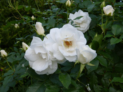 2016-08-28 Rosen 'Schneewittchen'.jpg