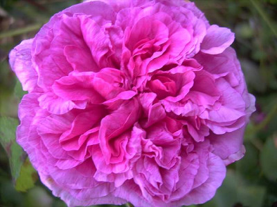 Duchesse_de_Rohan.JPG