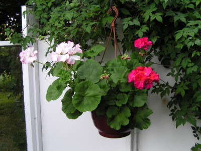 Pelargonien 001_800.jpg