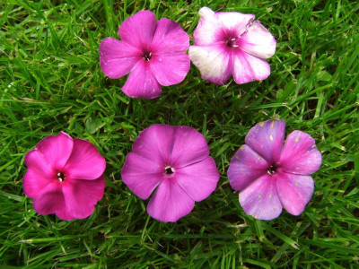 Iris und Düsterlohe.jpg