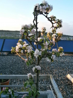 apfelblüte 001.JPG