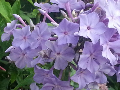 20160826_061919.jpg