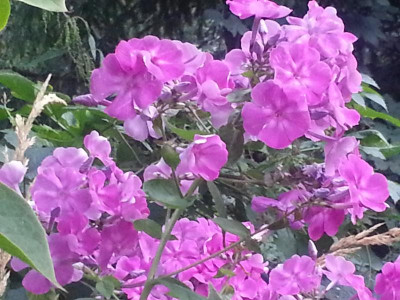 20160826_061834.jpg