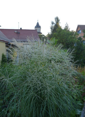 2016-08-29 Miscanthus 'Federweißer'.jpg