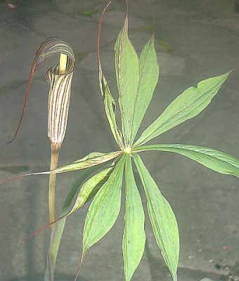A._ciliatum_var._liubaense.jpg