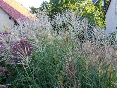 2016-08-29 Miscanthus Sämlinge.jpg