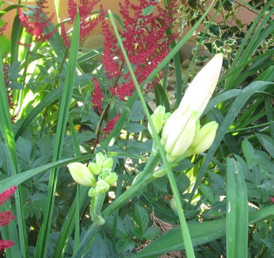 IMG_8510 Forsyth White Buds nur Knospen medium.jpg