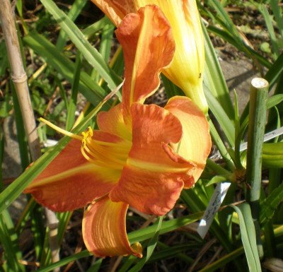 Tuscavilla Tigress Achseltrieb mit Blüten 2012 2.jpg