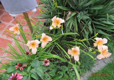 IMG_0590 small.jpg