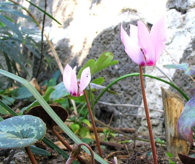 Cyclamen_cilicium_Herbst_2006_fars.jpg