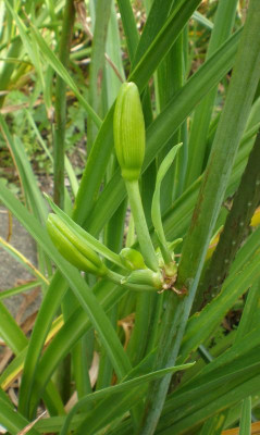 tuscawilla tigress 2012 Achseltrieb mit Blütenknospen.jpg
