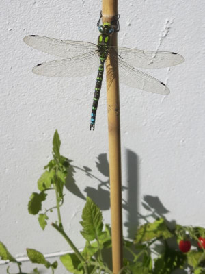 Libelle_4103.jpg