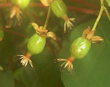 Mini_Minikiwi.jpg