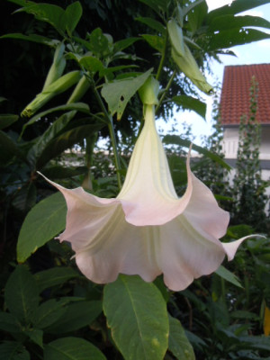 berg.riesexbergkönigin.JPG