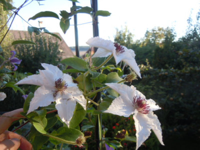 clematis.JPG