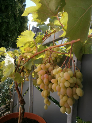 Trauben 1.9.16 003.JPG