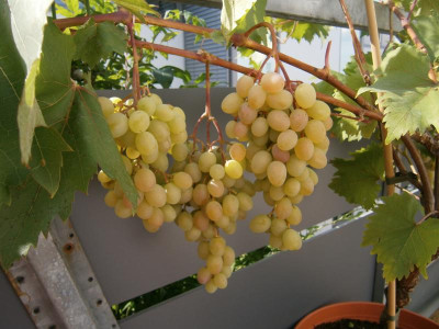 Trauben 1.9.16 005.JPG