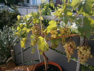 Trauben 1.9.16 004.JPG