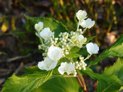 2016-09-01 Hydrangea paniculata.jpg