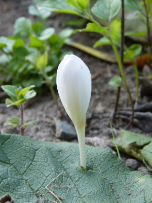 2016-09-01 Colchicum byzantinum 'Album'.jpg