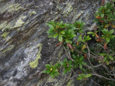 IMG_6030gb_knospen.jpg