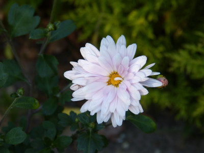 2016-08-30 Chrysanthemum ''Tina''.jpg