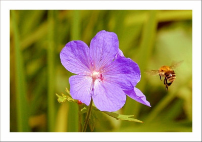 Geranium_2_04-06-2006.jpg