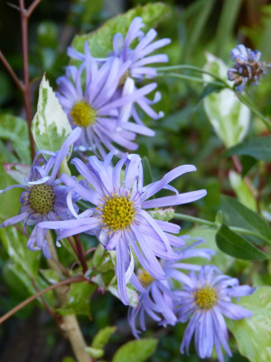2016-09-02 Aster thomsonii.jpg