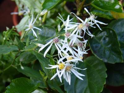 2016-09-02 Aster divaricatus 'Eastern Star'.jpg