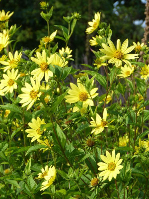 2016-09-02 Helianthus 'Lemon Queen' 2.jpg
