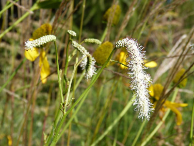 2016-09-02 Sanguisorba 'Korean Snow'.jpg