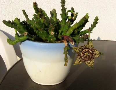 1Suk_Stapelia1.jpg