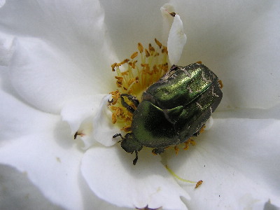 Rosenkafer-2.jpg