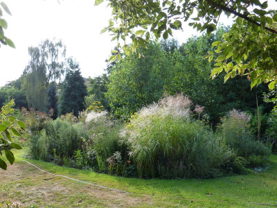 2016-09-02 Gräserbeet 1.jpg